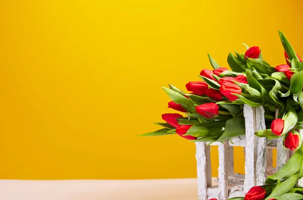 Tulipanes rojos aislados en amarillo. Fondo de primavera — Foto de Stock