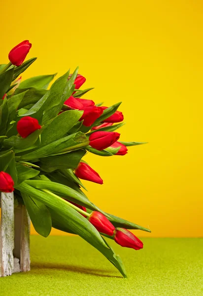 Tulipanes rojos aislados en amarillo. Fondo de primavera — Foto de Stock