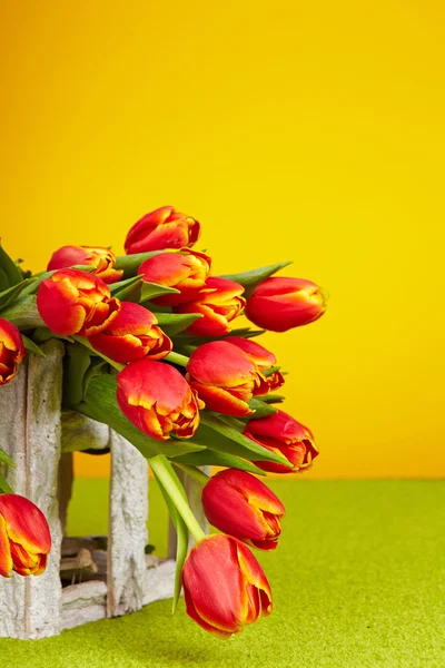 Red tulips isolated on yellow. Spring background — Stock Photo, Image