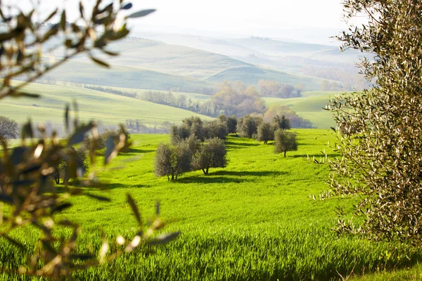 Campo, San Quirico d 'Orcia, Toscana, Itália — Fotografia de Stock