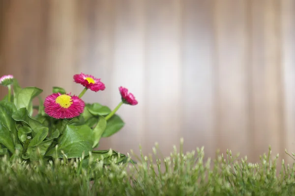 Gardening background — Stock Photo, Image