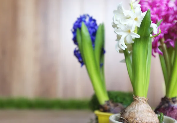 Frühjahrsgartenarbeit — Stockfoto