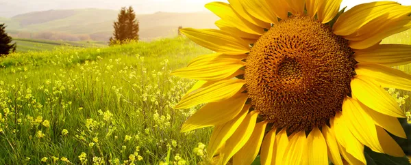 Paisaje con girasoles en Toscana, Italia — Foto de Stock