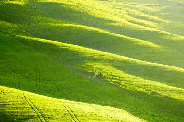 Countryside, San Quirico d 'Orcia, Tuscany, Italy — стоковое фото