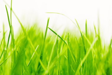 Taze yeşil çimen ve gün ışığında su damlası.