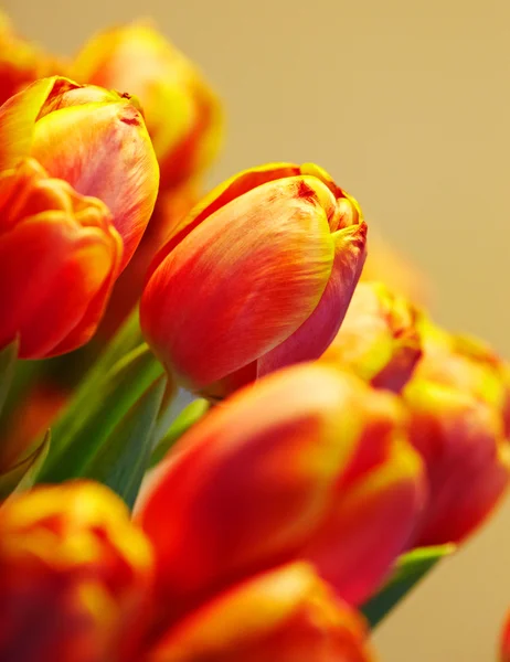 Manojo de tulipanes naranjas sobre fondo del mismo color —  Fotos de Stock