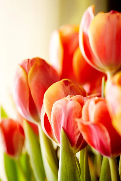 Beautiful bouquet of red tulips — Stock Photo, Image