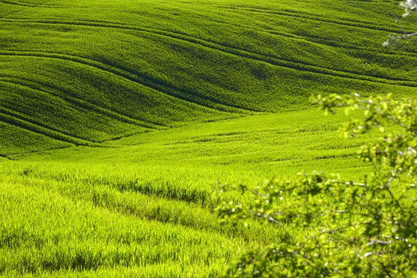 Morgon på landsbygden i Toscana — Stockfoto