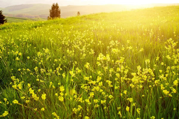 Våren Toscana Stockfoto