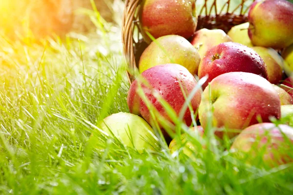 Manzanas orgánicas saludables en la cesta . — Foto de Stock