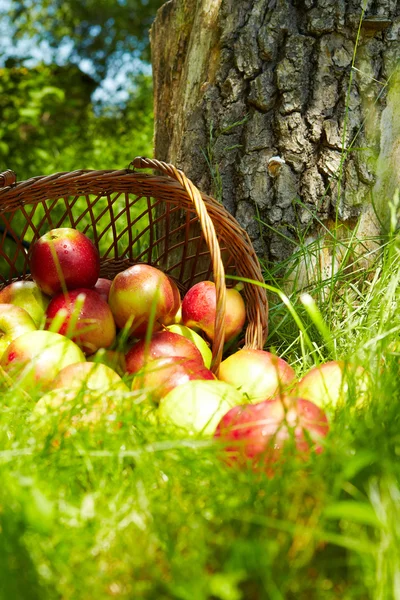 Manzanas orgánicas saludables en la cesta . — Foto de Stock