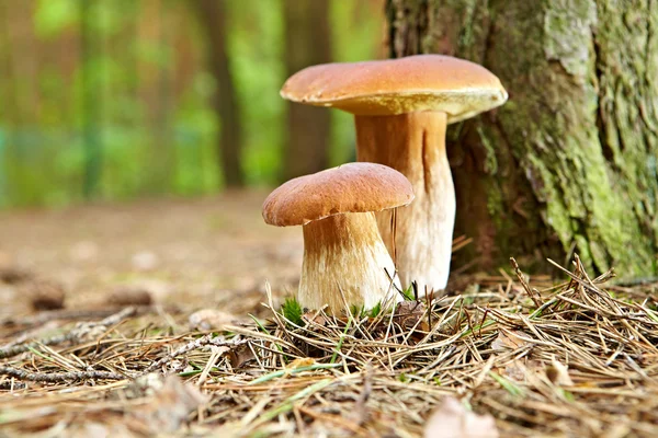 Yosun içinde boletus mantarı. — Stok fotoğraf