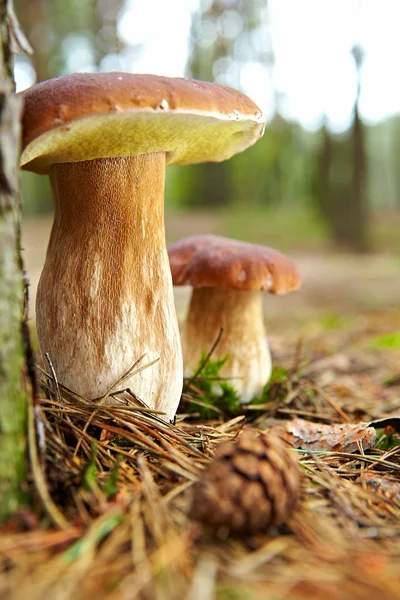 苔藓中的蘑菇 — 图库照片