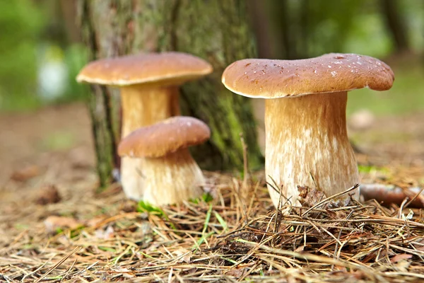 Boletus mushroom in the moss — Stock Photo, Image