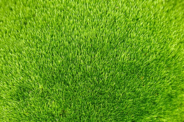 Vert herbe texture de fond. — Photo