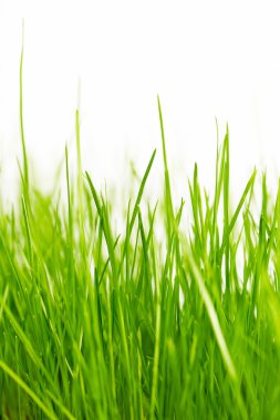 Seçici odaklı doğal yeşil arkaplan