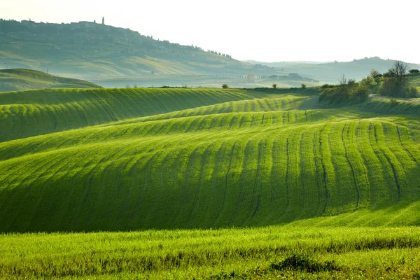 Campo, San Quirico Orcia, Toscana, Itália — Fotografia de Stock