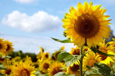 güzel manzara ile ayçiçeği alan