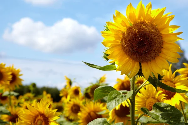 Schöne Landschaft mit Sonnenblumenfeld — Stockfoto