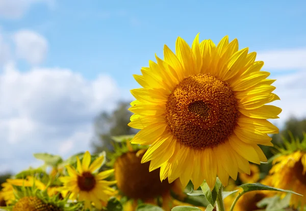 Schöne Landschaft mit Sonnenblumenfeld — Stockfoto