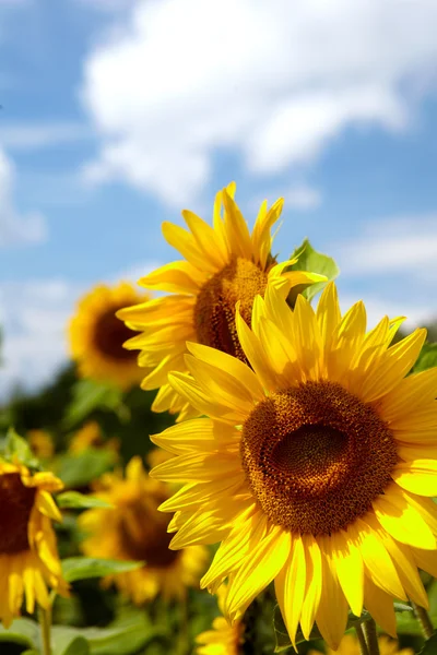 Prachtige landschap met zonnebloem veld — Stockfoto