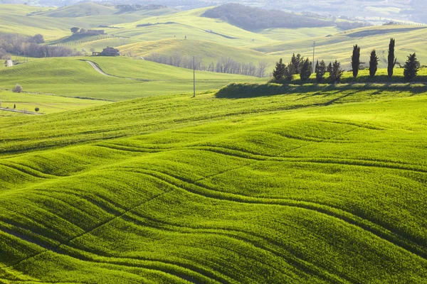 Ochtend op platteland in Toscane — Stockfoto