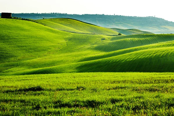 Сільській місцевості, San Куїрико d'Orcia, Тоскана, Італія — стокове фото