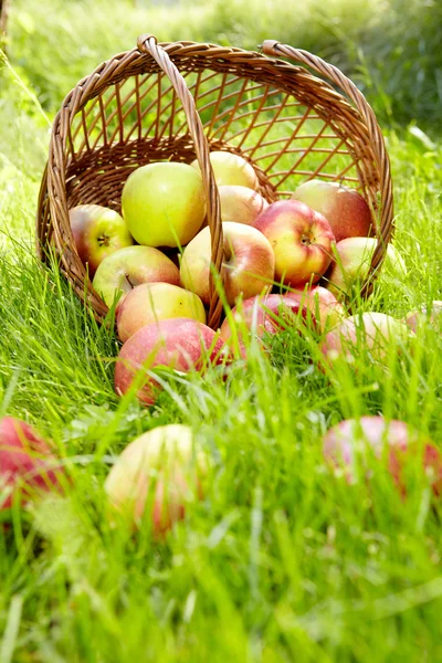 Gesunde Bio-Äpfel im Korb. — Stockfoto