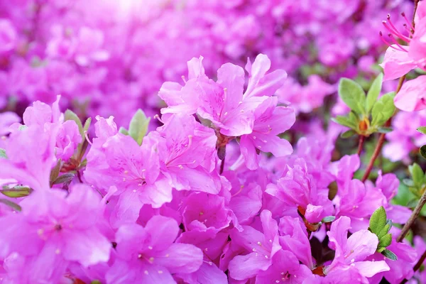 Summer flowers background — Stock Photo, Image