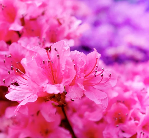 Summer flowers background — Stock Photo, Image