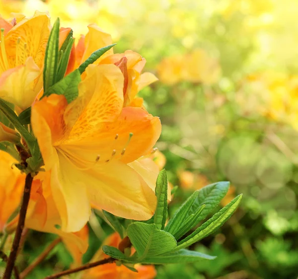 Fleur fleurit sur fond de nature floue. Backgroun pring — Photo