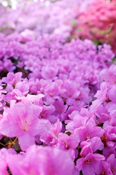 Flower blossoms over blurred nature background.Spring Backgroun — Stock Photo, Image