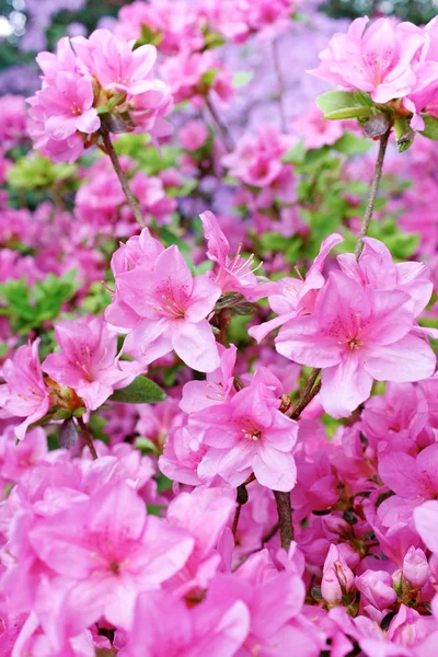 Flor floresce sobre fundo natureza borrada. Backgroun Primavera — Fotografia de Stock