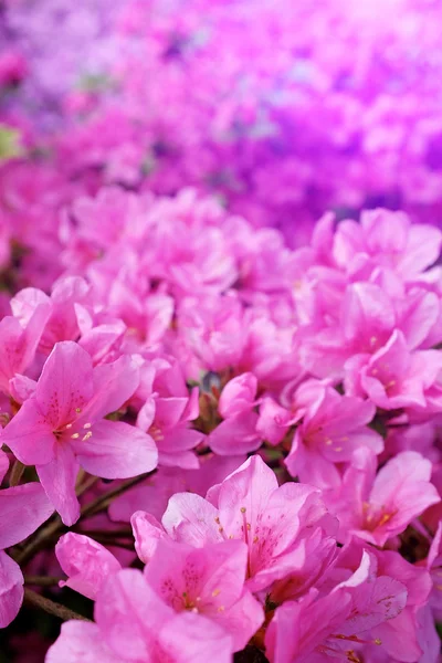 Άνθη λουλουδιών πάνω από τη θολή φύση αμουδερές background.spring — Φωτογραφία Αρχείου