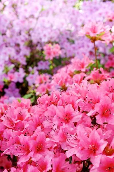 Fioriture di fiori su sfondo natura sfocata.Primavera Backgroun — Foto Stock