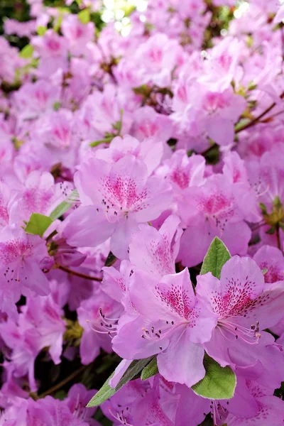 ぼやけた自然 background.spring 背景上の花の花 — ストック写真