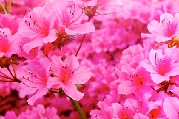 Summer flowers background — Stock Photo, Image