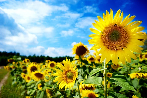 Schöne Landschaft mit Sonnenblumenfeld über wolkenlosem blauem Himmel ein — Stockfoto