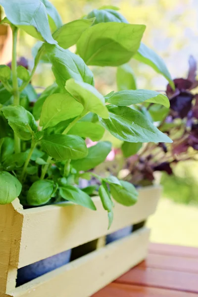 Hierbas aromáticas frescas sobre fondo de jardín — Foto de Stock