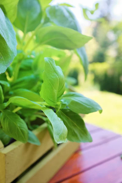 Verse aromatische kruiden op tuin achtergrond — Stockfoto