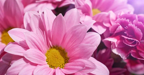 Hermosa bandera de flores de margarita de primavera —  Fotos de Stock