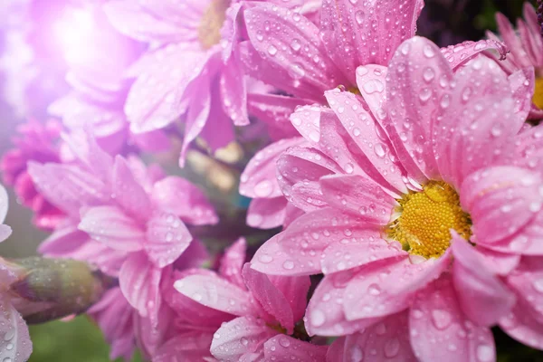 Margaridas rosa close-up — Fotografia de Stock