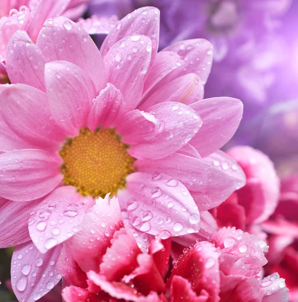 Closeup růžové sedmikrásky — Stock fotografie