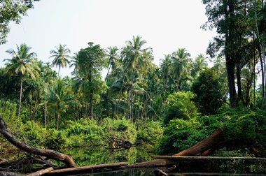 tropikal palmiye orman