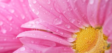 güzel bahar papatya çiçekleri. makro çekimi