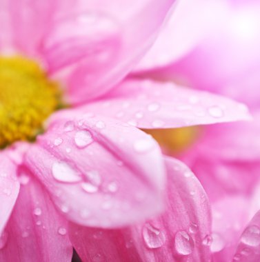 güzel bahar papatya çiçekleri. makro çekimi