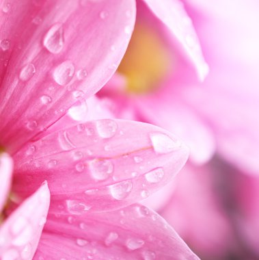 güzel bahar papatya çiçekleri. makro çekimi