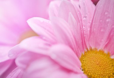 güzel bahar papatya çiçekleri. makro çekimi