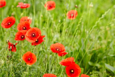 Mısır Tarlası Poppy Çiçekleri Baharda Papaver rhoeas
