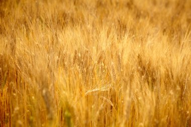 Tarım golen arka planda Toskana